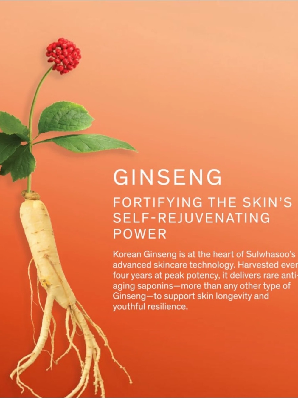 Sulwhasoo Concentrated Ginseng Rejuvenating Serum Skincare - Picture 3 of 8